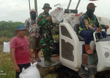 Babinsa Kuat Petani Hebat, Panen Tahap 2.