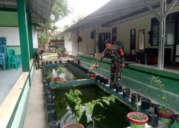 Ciptakan Hanpangan Terpadu, Para Babinsa Koramil 412-01/TBT Tanam Sayuran