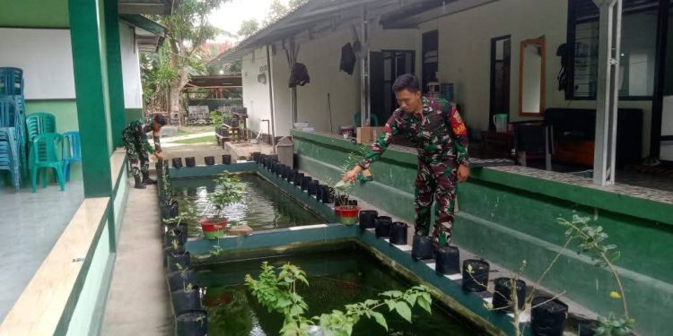 Ciptakan Hanpangan Terpadu, Para Babinsa Koramil 412-01/TBT Tanam Sayuran