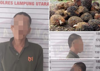 Waduh Cuma Maling Sawit Dua Pelaku Di Sungkai Utara Diamankan Polisi
