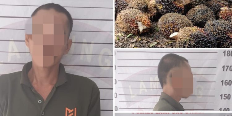 Waduh Cuma Maling Sawit Dua Pelaku Di Sungkai Utara Diamankan Polisi