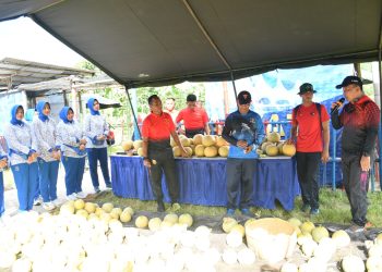 YONIF 7 MARINIR PANEN RAYA MELON PERTIWI