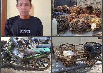 Diduga Dpo Pelaku Curi 102 Tandan Buah Kelapa Sawit Diamankan Polsek Gunung Agung