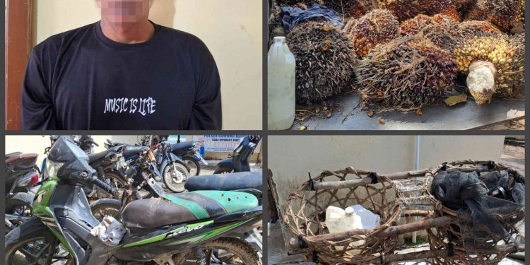 Diduga Dpo Pelaku Curi 102 Tandan Buah Kelapa Sawit Diamankan Polsek Gunung Agung