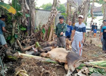 Warga Masyarakat Kelurahan Tanjung Aman Bagikan Hewan Kurban