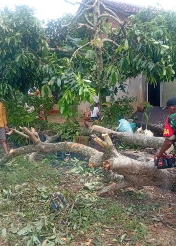 Babinsa, Kepala Lingkungan dan Ketua RT Gerak Cepat Chainsaw Pohon Tumbang
