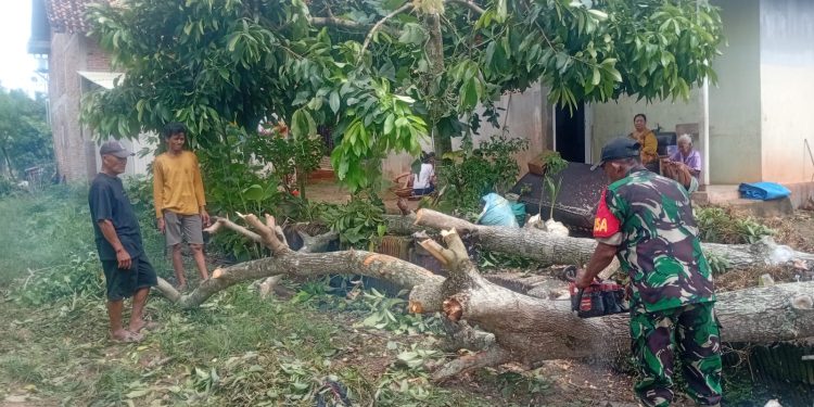 Babinsa, Kepala Lingkungan dan Ketua RT Gerak Cepat Chainsaw Pohon Tumbang